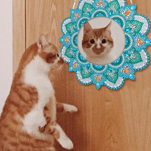 Specchio mandala fai da te gatto pittura diamante con cristalli blu e arancioni