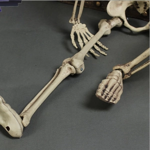 Realistic life-size plastic skeleton lower body with pelvis and legs for Halloween decor