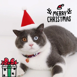 Detail of Christmas pet set with red velvet hat and plaid collar on a bicolor-eyed cat