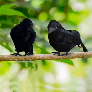Realistic Artificial Feather Crow Halloween Decoration Black Raven Desktop Prop Horror Theme Garden Ornament Bird Model