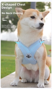 Detail view of the light blue X-shaped dog harness with reflective strips on a Shiba Inu