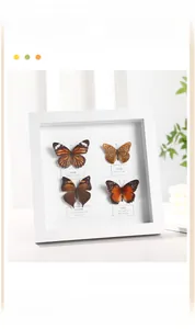 Macro detail of white 3D wood frame with four butterfly specimens and bilingual labels