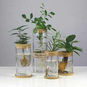 Set of four clear glass hydroponic vases with cork lids and bamboo bases for indoor plants