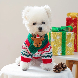 Close-up of knit Christmas sweater with reindeer scarf on a small white dog