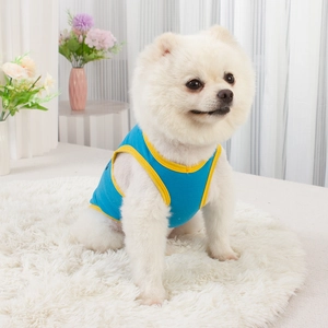 Close-up of a Pomeranian wearing a blue dog vest with yellow trim on a soft white rug