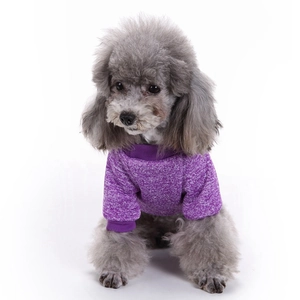 Detail eines lila gestrickten Hundepullovers mit Rippbündchen an einem kleinen Pudel