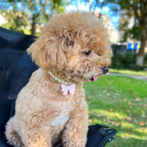 Close-up of a pearl pet collar with a pink bow pendant on a dog in a park setting