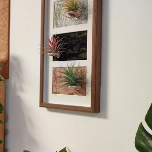 Three-frame wooden wall display frame featuring air pineapple plants in vertical layout
