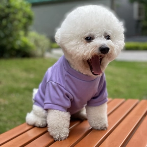 Close-up of a white Bichon wearing a purple cotton pet T-shirt on a park bench