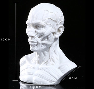 Detailed view of the 10cm resin anatomical head model showing precise muscle textures