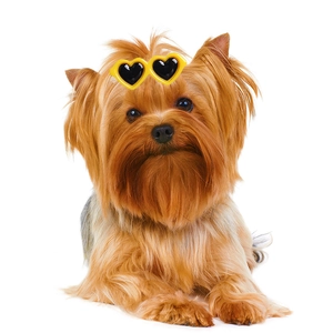 Close-up of a small dog wearing yellow heart-shaped pet sunglasses for fashion decoration