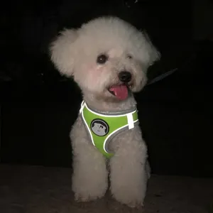 Arnés reflectante verde fluorescente para perros y gatos con malla transpirable