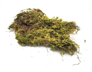 Dettaglio macro di muschio essiccato giallo-verde per decorazioni floreali fai-da-te