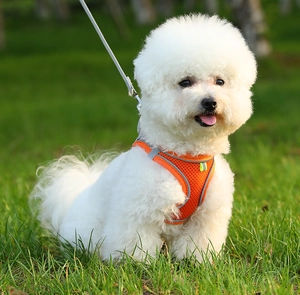 Detail of breathable orange pet harness with reflective strips on a white Bichon dog
