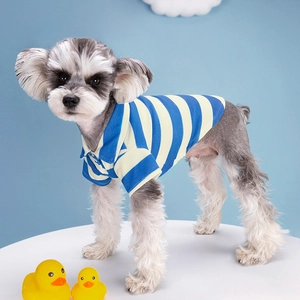 Cute Schnauzer wearing blue and yellow striped polo shirt for dogs with ribbed knit texture