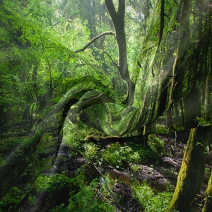 Dettaglio della trama del tessuto e della stampa della foresta dell'arazzo bohémien