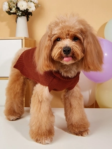 Front view of small teddy dog wearing a warm brown cable knit sweater in home setting
