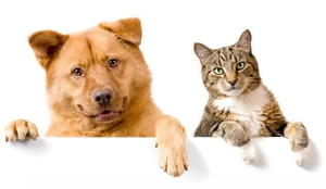 Primo piano di un cane marrone e un gatto grigio che guardano oltre un bordo bianco