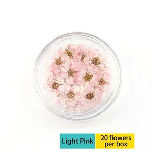 Macro detail of 20 pieces of light pink dried plum blossom flowers in a clear round box