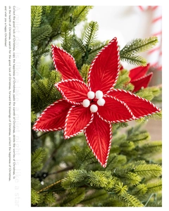 Nahaufnahme einer roten Samt-Weihnachtsblume am Zweig eines Weihnachtsbaums