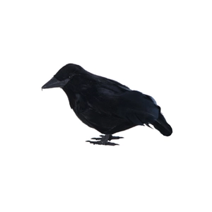 Realistic black feathered crow decoration for Halloween and garden tabletop ornament