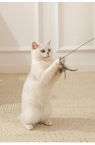 White cat jumping to catch long feather wand toy with natural plumage and small bell