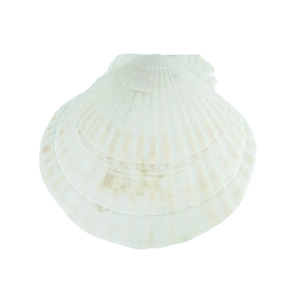 Natural white scallop shell 12cm with textured ridges on a clean white background