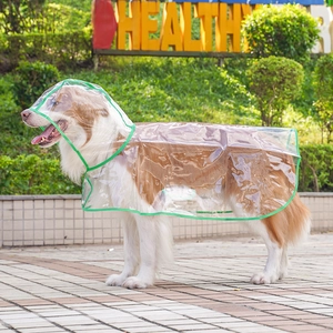 Close-up of a transparent large dog raincoat with green edges on a Border Collie