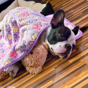 Soft purple coral fleece pet blanket with colorful paw prints covering a dog in home
