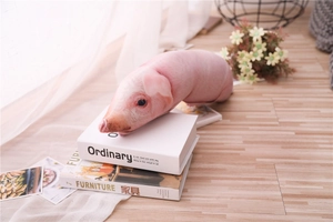 Vista dettagliata di una fodera per peluche a forma di maiale su libri decorativi.