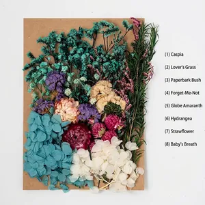Macro view of eight dried flower varieties including hydrangea for DIY crafts and cards