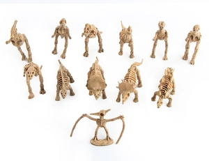 Set mit zwölf detaillierten Dinosaurier-Skelettmodellen für pädagogisches Spielen