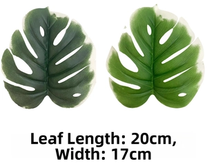 Close-up of two variegated monstera leaves measuring 20cm by 17cm for home decor