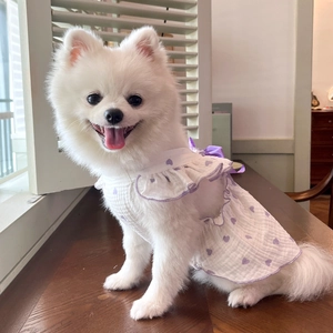 Detail of pet dress featuring purple heart print and bow on Pomeranian dog