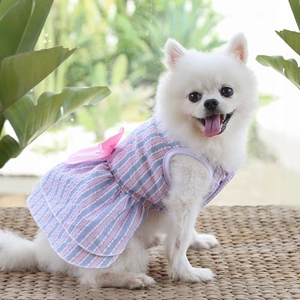 Pink and blue striped pet dress with a large bow shown on a white Pomeranian dog