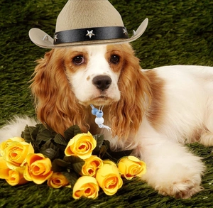 Detail of light brown cowboy hat for small pets with star buckle and adjustable strap