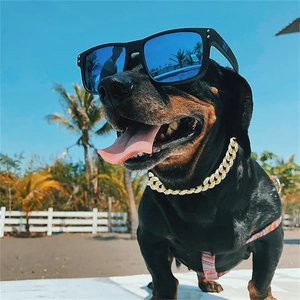 Dachshund wearing golden cuban link collar and blue sunglasses on a sunny beach
