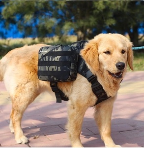 Detail of golden retriever wearing camouflage tactical dog vest with detachable side pouches