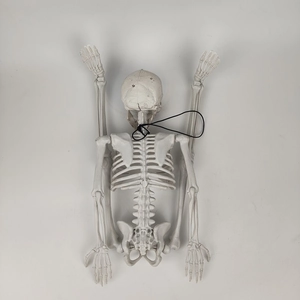 Detailed view of a white plastic human skeleton prop for Halloween decor and medical study
