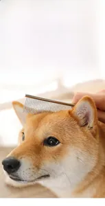 Close-up of stainless steel pet comb grooming long hair on a Shiba Inu dog