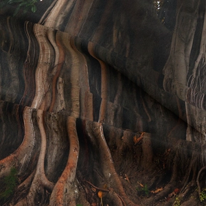 Primo piano dell'arazzo con radici di alberi forestali con trama morbida e stampa definita
