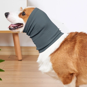 Close-up of a Corgi wearing a dark grey elastic knitted pet neck and ear warmer hood