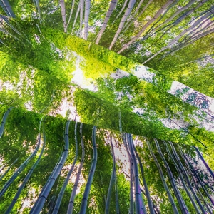Primo piano dell'arazzo foresta di bambù che mostra la trama del tessuto e il verde