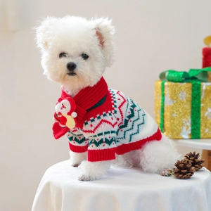 Close-up of white Bichon dog wearing a festive knit Christmas sweater with Santa patch