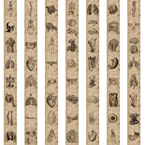 56 pieces of vintage anatomical skeleton waterproof graffiti stickers for luggage decoration