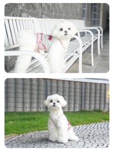 Detail of pet summer dress featuring colorful stripes, cherry accents and ruffled edges