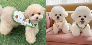 Outdoor and indoor views of small dogs wearing cartoon bear print vests in white and yellow