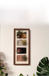 Wall-mounted vertical wooden air plant frame with four varied Tillandsia botanical varieties