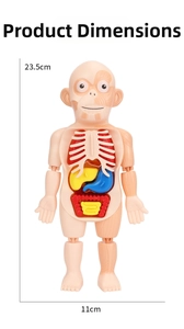 Detailed size diagram showing the 23.5cm height of the human anatomy model for kids