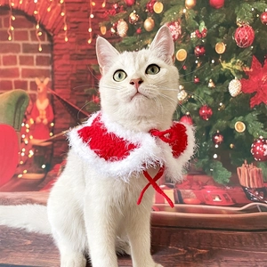 Close-up of a white cat wearing a red and white knitted Christmas scarf in a festive room